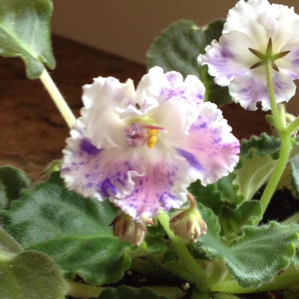 Meet your Posher, Esme